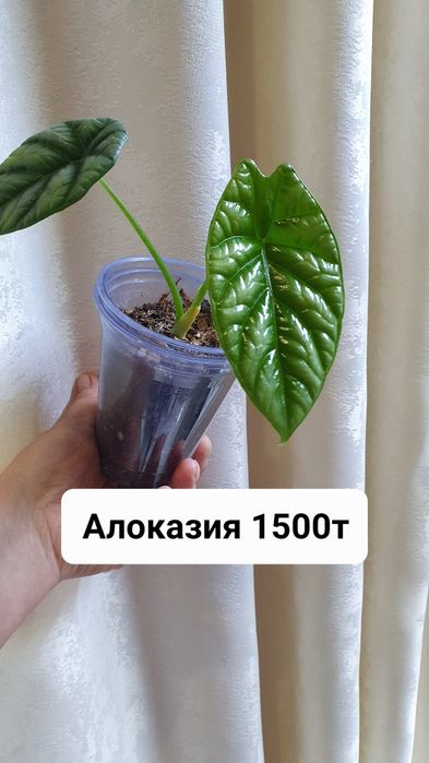 Комнатные растения