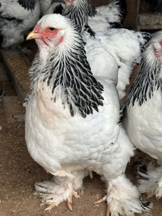 Vând puicuțe si cocoșei brahma !