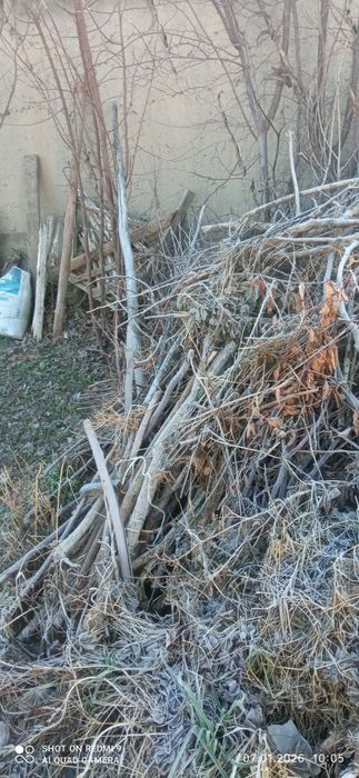 Shohlar bor sotiladi