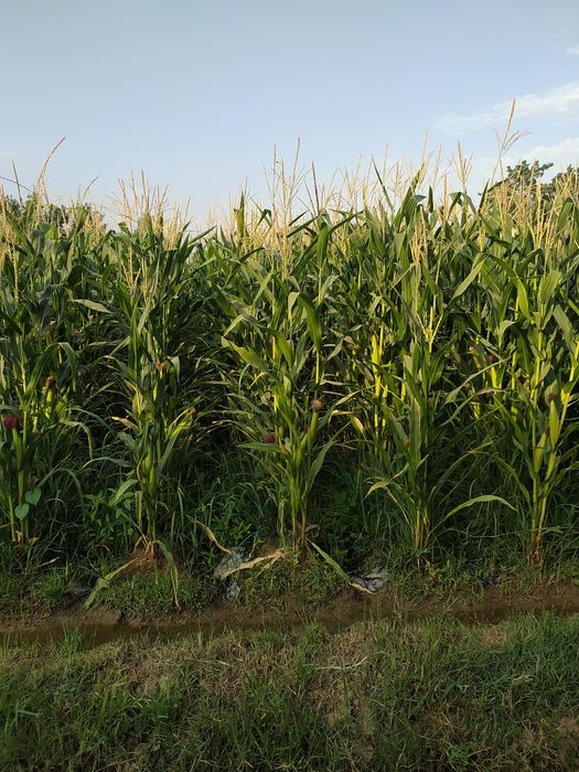 10 Sotix uchastka sotiladi