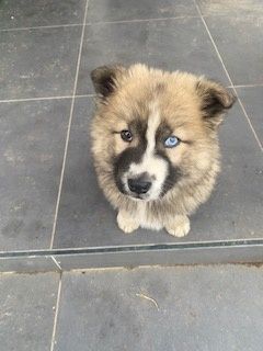 Cățel de rasa pui 900 lei