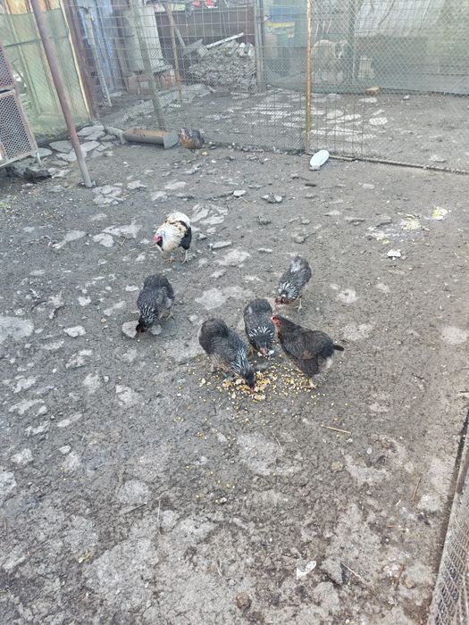 Vând ouă  de la găini brahma și araucana