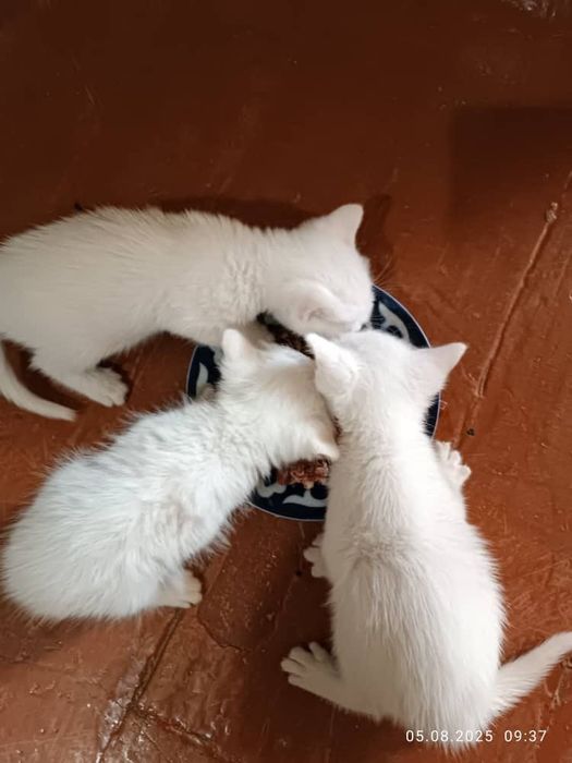 Rus xotini bilan ajoyib kechki jinsiy aloqa