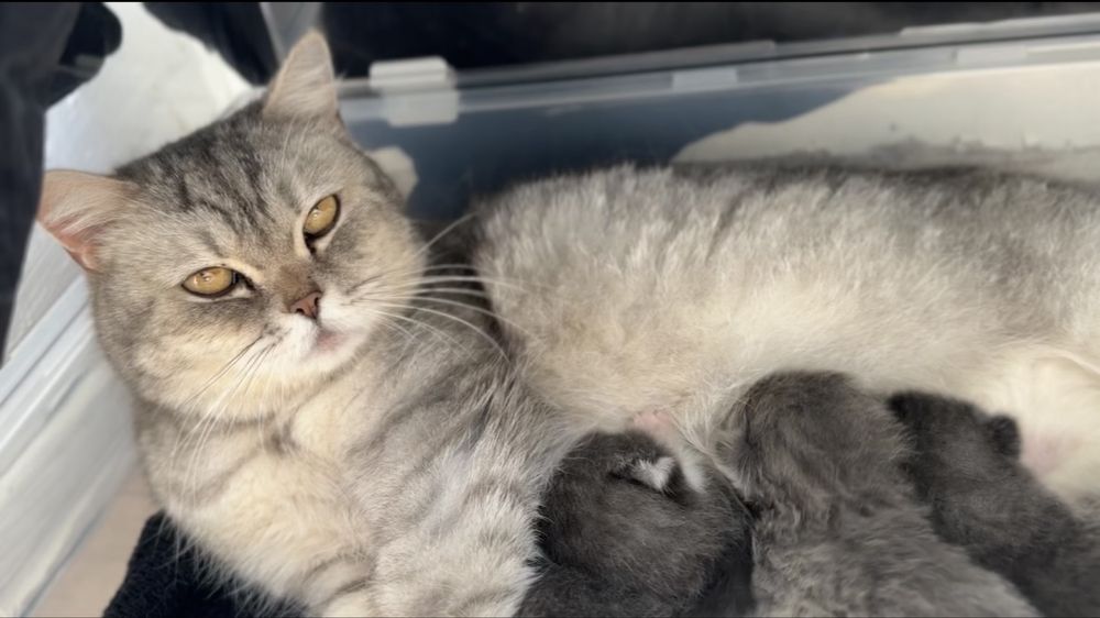 котенок ищет любящих хозяев