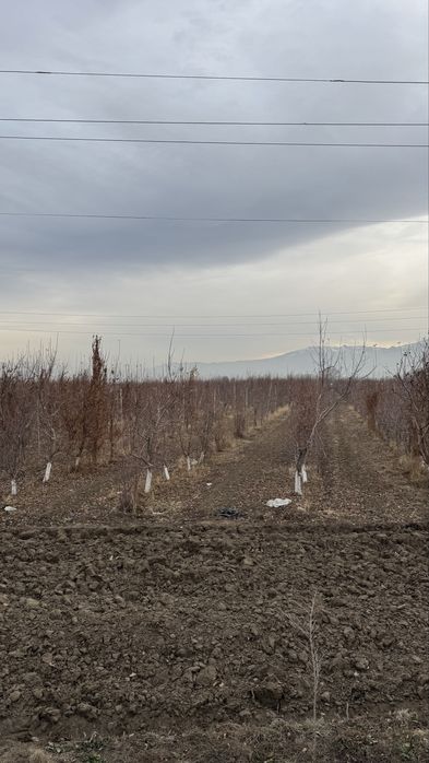 Утин / Дрова