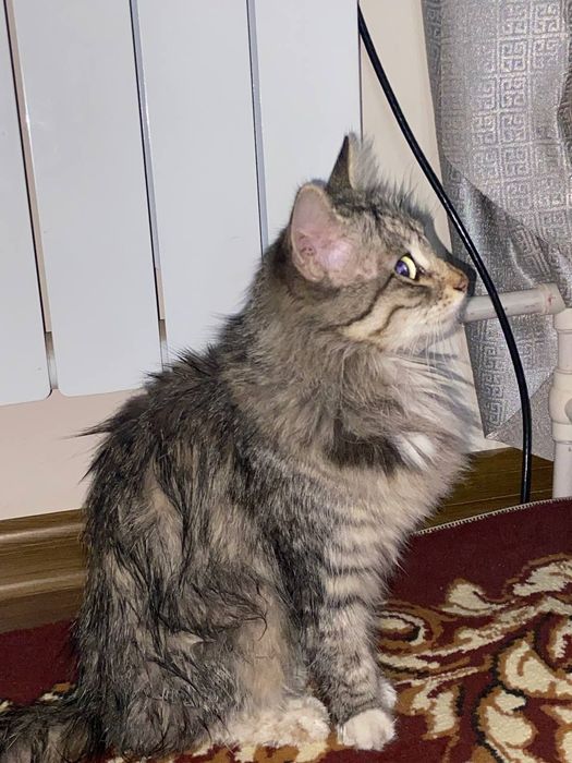 Faqat Termiz shahrida