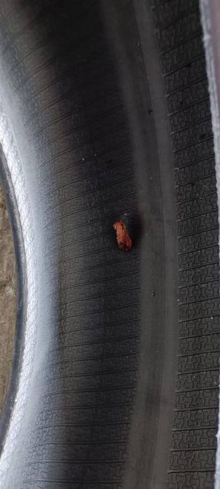 Cauciucuri de vara kumho ecowing es01