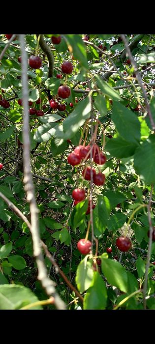 Продам саженцы вишни 500тг, облепиха