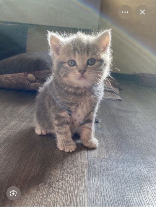 Котенок, Мальчик