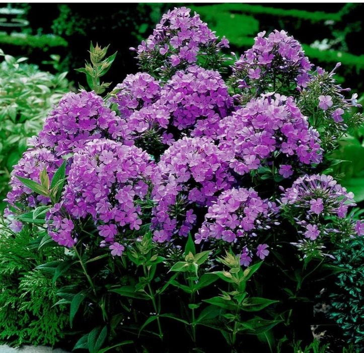 Продам рассаду цветов Флокса