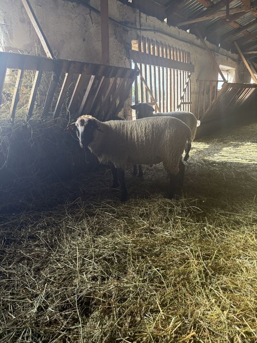 Mieluțe rasa Suffolk cu vârsta de peste 6 luni.