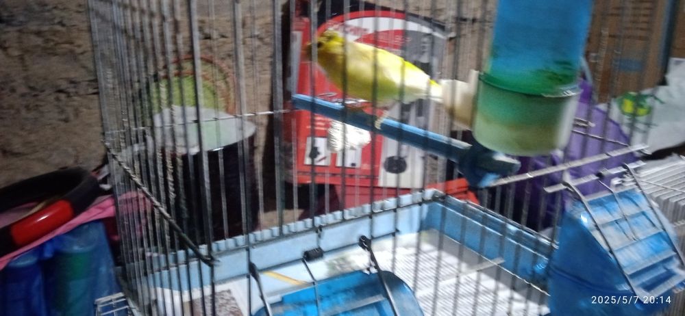 канарейки здоровые