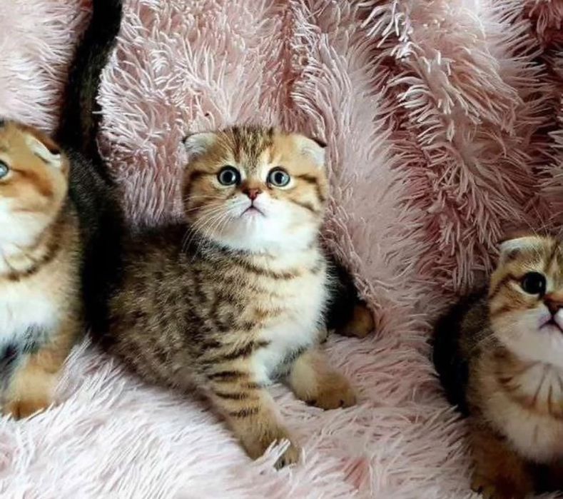 Шикарнейшие Детки