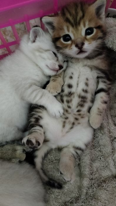 Шотландские вислоухие котята