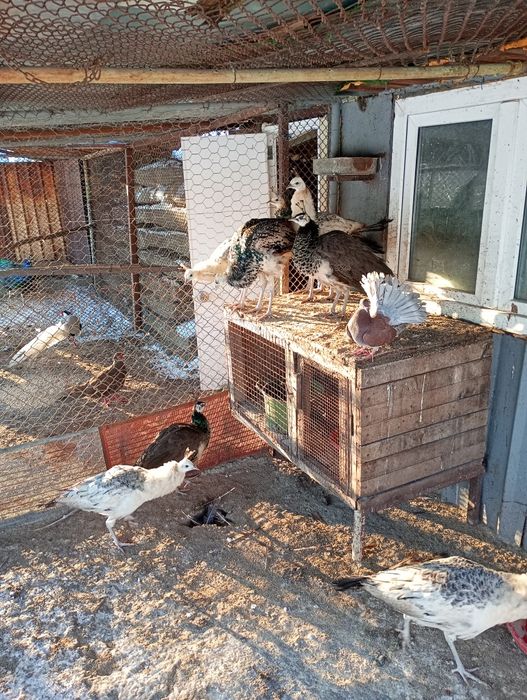 Продавам двойки пауни