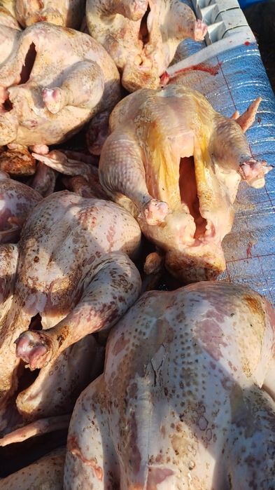 Үндік еті үндік еті