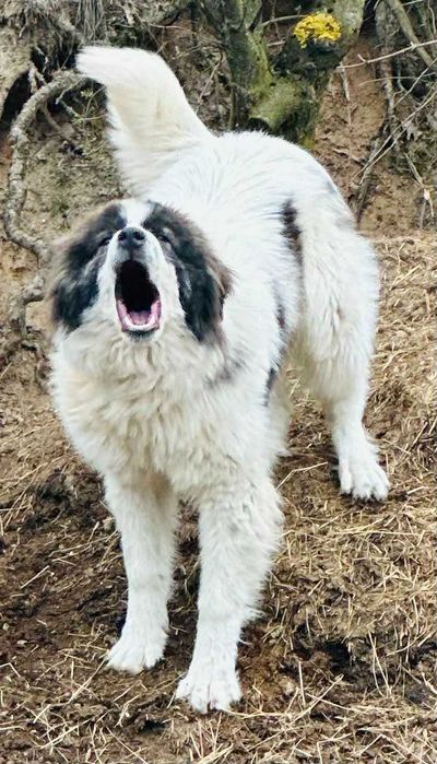 продавам родословно каракачанско куче