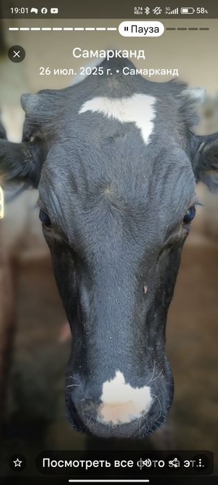 Буқалар сотилади!
