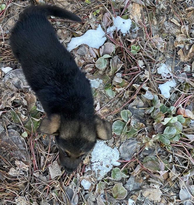 Вязка ,немецкая овчарка