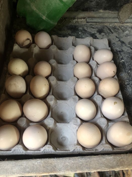 Oua pentru incubat rase mari de prestigiu