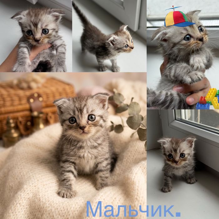 Продам Шотландских котят, породистые.