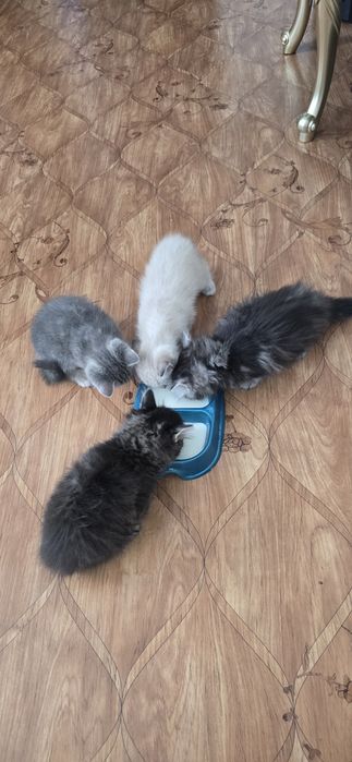 Продам красивых котят!