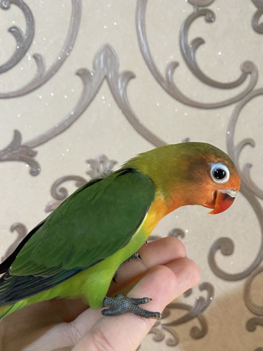 Продаются ручные неразлучники