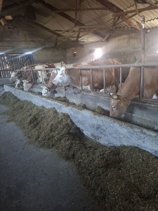 Vaci    cu      lapte