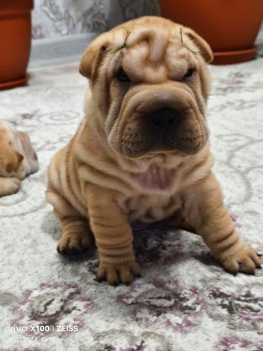 Очаровательные щенки шарпея.