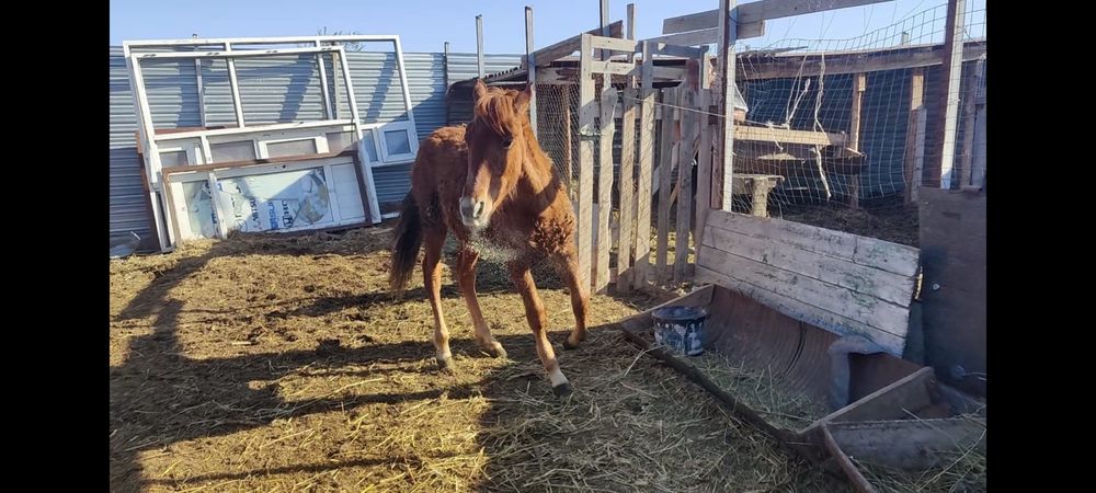 Продам лошадей, отком