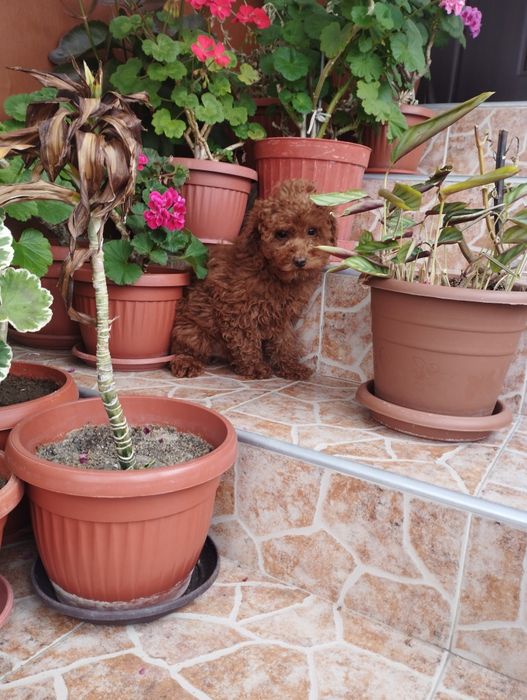 Той Пудел Toy Poodle.