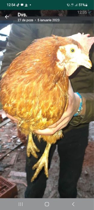 Vindem gaini ouatoare / Gaini de ouat