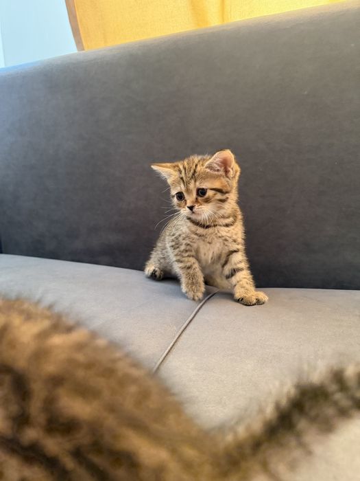 Продаем очаровательных шотландских котят!