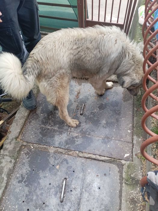 Чистокръвни Шарпланинец