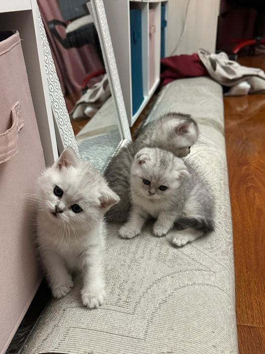 Котята породистые