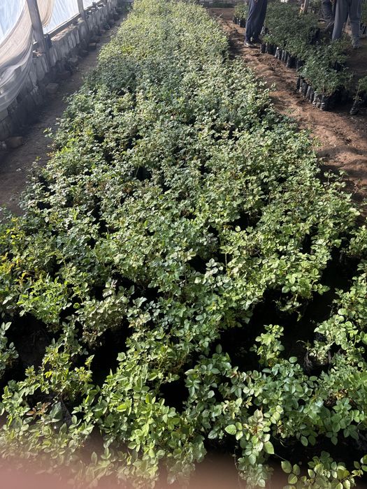 Саженцы Розы 9 видов