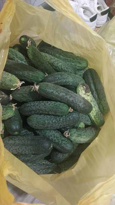 Продам   огурцы.