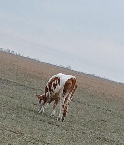 Продам корову 2оттела