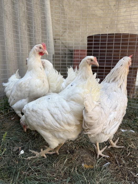 Молодые несушки Коралл