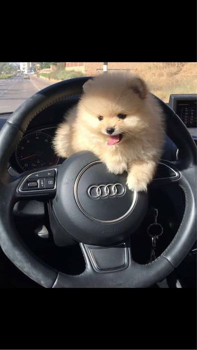 Шпицы мальчик крем,девочка пати колор