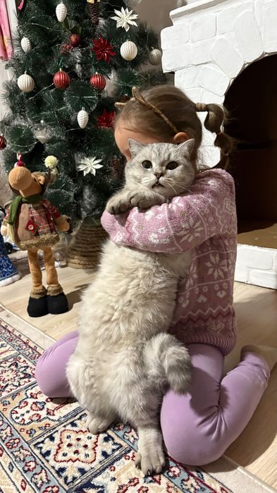 Пропал кот в Акжаре