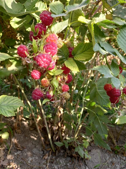 Малина малина malina