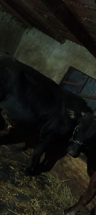 De vanzare 3 taurasi