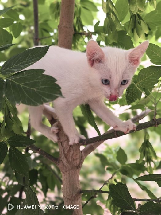 Марғаулар\котята 2 айлық