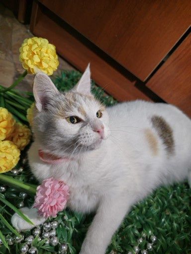 Снежана в поисках родителей