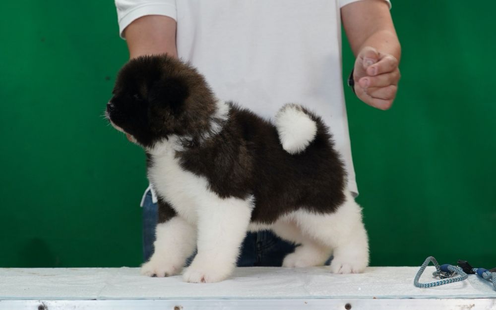 American Akita par lung