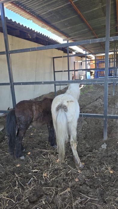 Продам годовалых пони