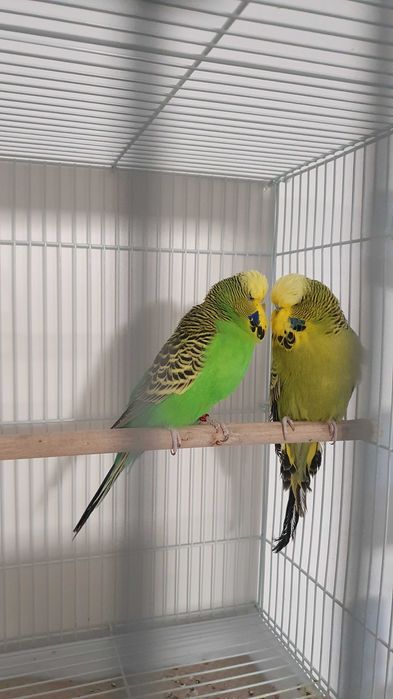 Perusi standard - Un baiat olive green si o femela light green -12luni