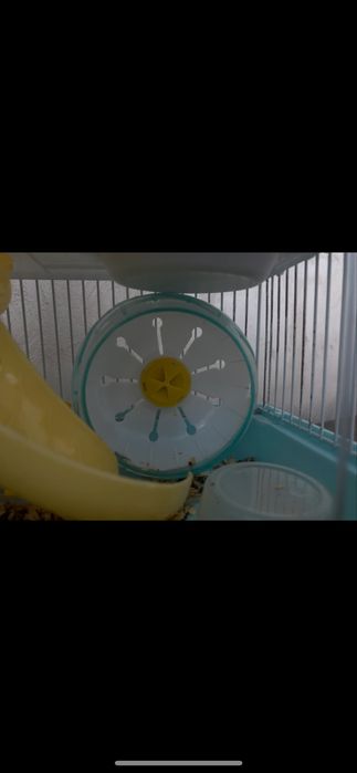 Хамяк сатлат клеткамен