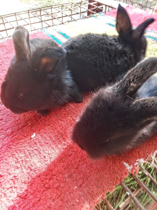 Карлик куён болалари сотилади